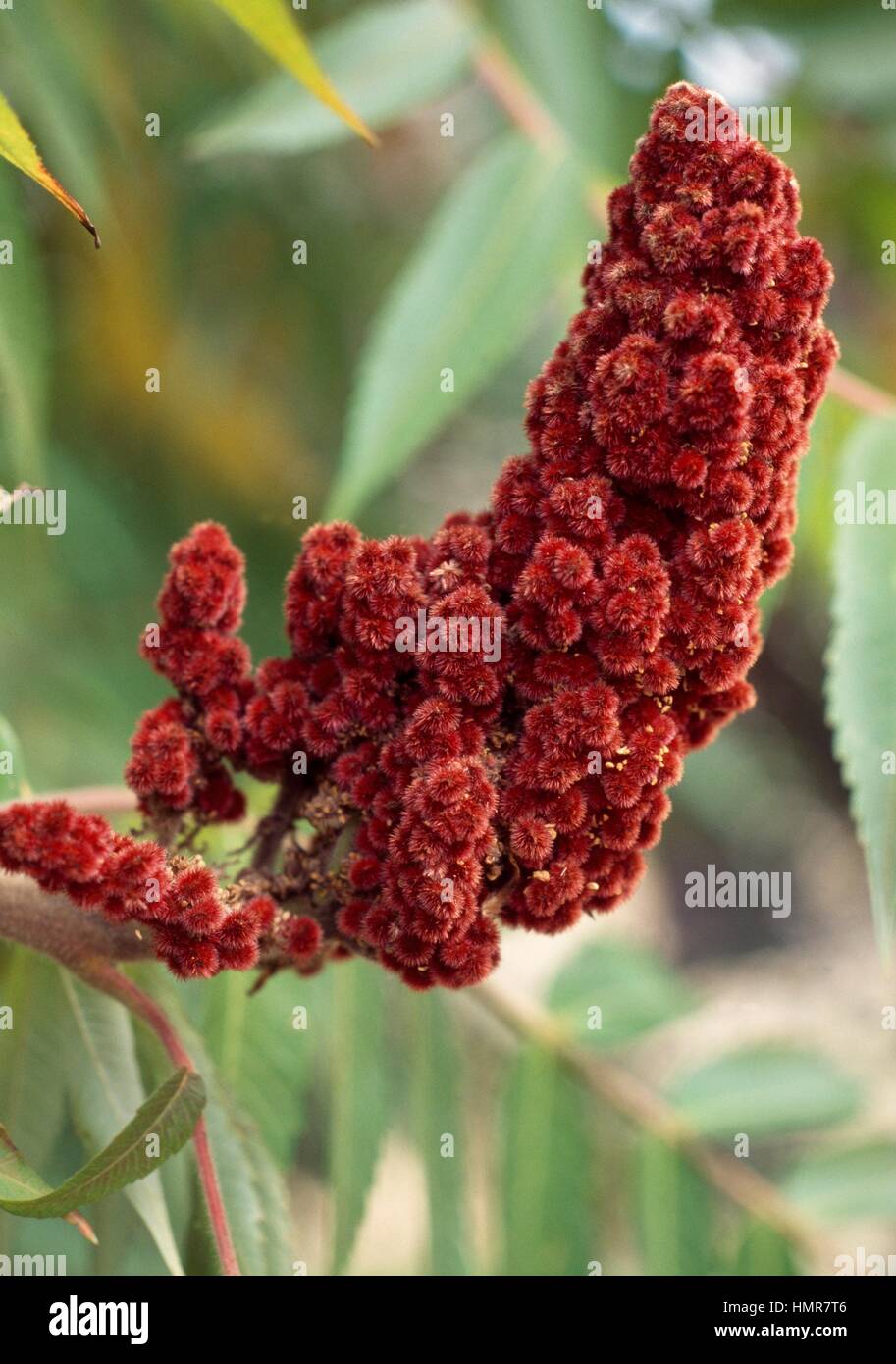 Staghorn Sumac fruit (Rhus typhina), Anacardiaceae. Stock Photo