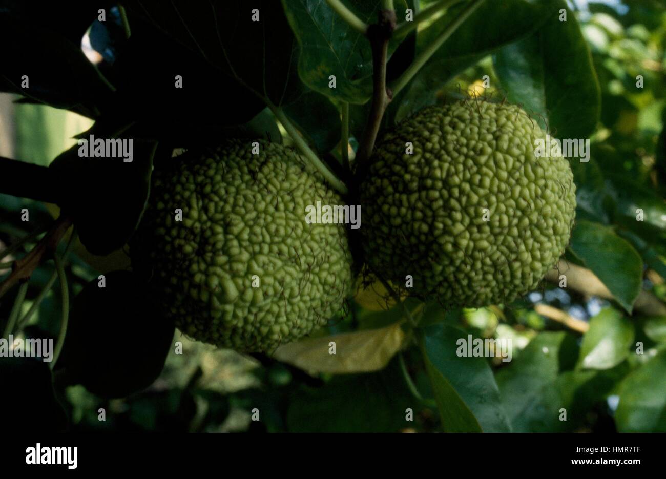 Osage-orange, hedge-apple, Horse-apple, Bois D'Arc, Bodark or Bodock fruit and leaves (Maclura pomifera), Moraceae. Stock Photo