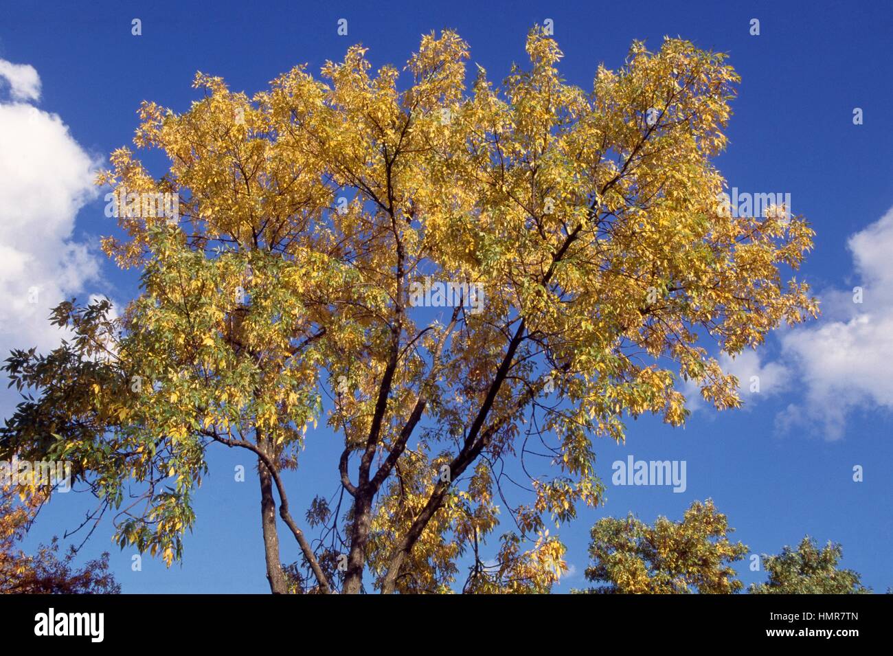American Ash (Fraxinus americana), Oleaceae. Detail. Stock Photo