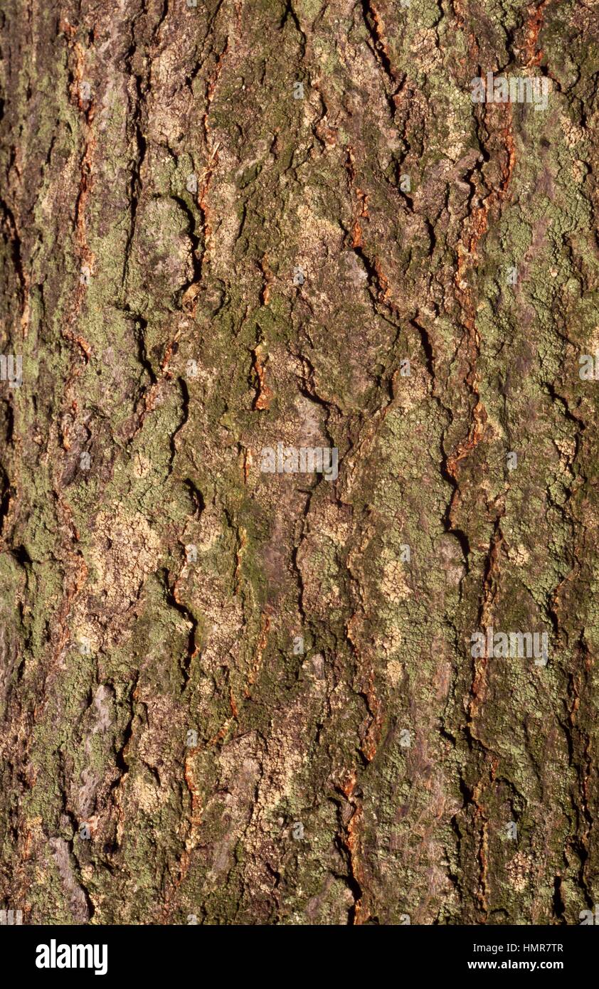 American Ash bark (Fraxinus americana), Oleaceae. Stock Photo