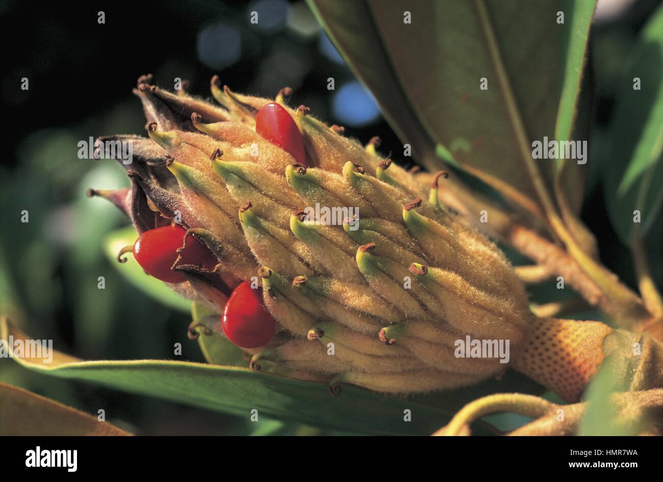 Botany - Trees - Magnoliaceae. Southern magnolia (Magnolia grandiflora). Detail Stock Photo