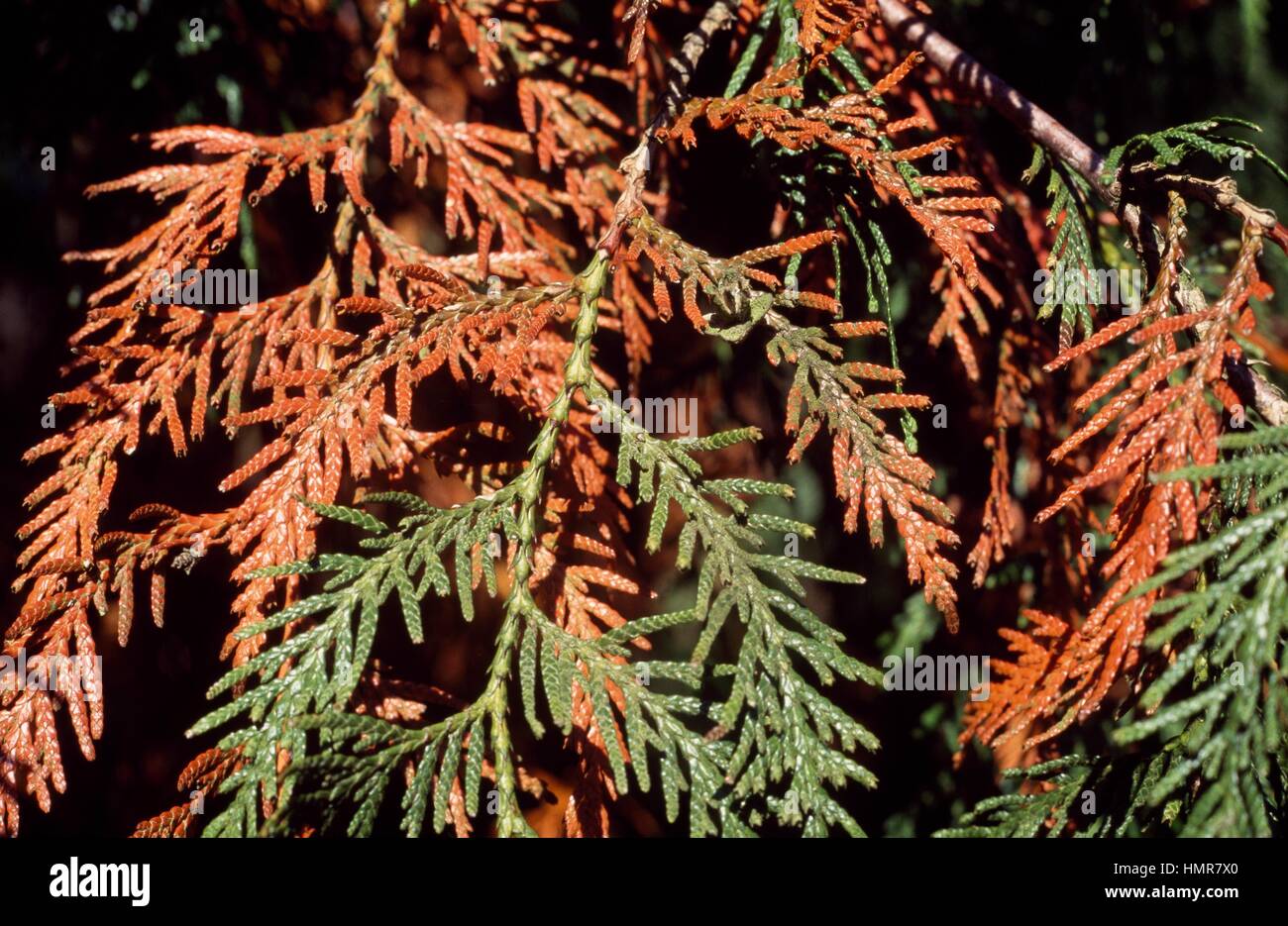 Western Red Cedar leaves (Thuja plicata), Cupressaceae. Stock Photo