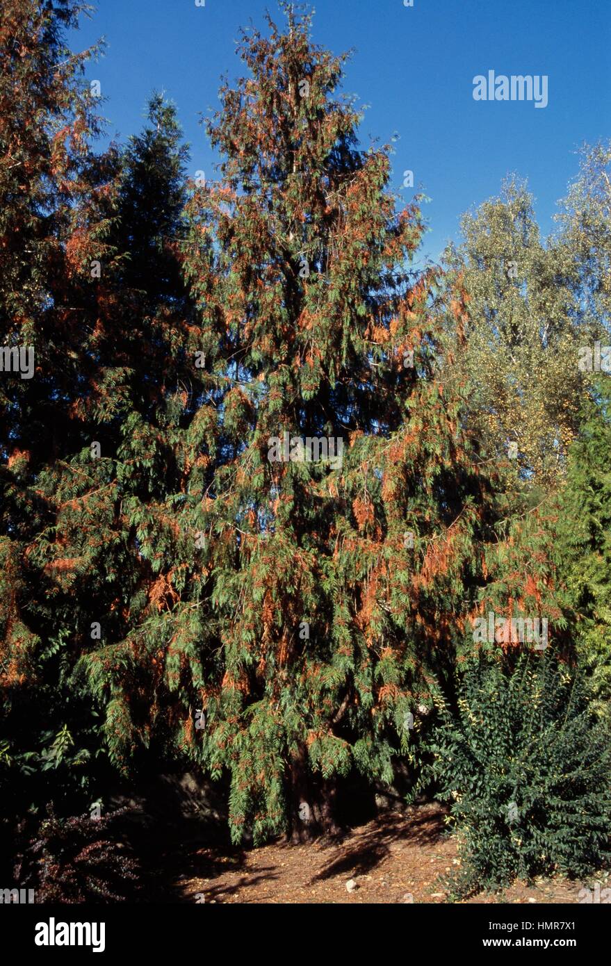 Western Red Cedar (Thuja plicata), Cupressaceae. Stock Photo