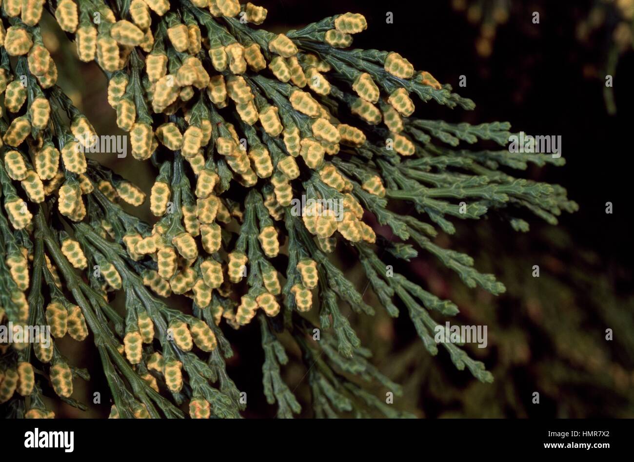 Western Red Cedar leaves (Thuja plicata), Cupressaceae. Stock Photo