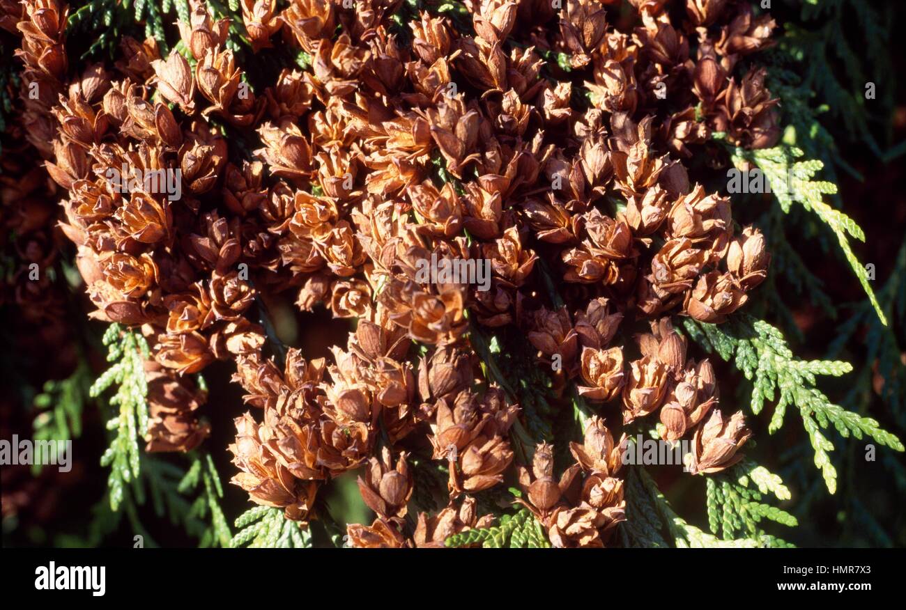 Western Red Cedar leaves and cones (Thuja plicata), Cupressaceae. Stock Photo