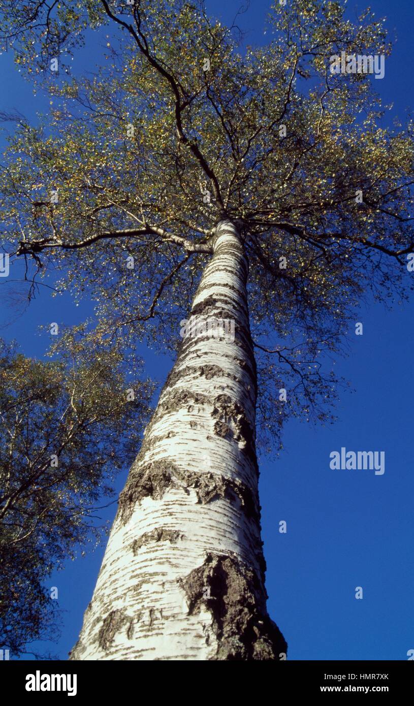 Silver Birch (Betula pendula), Betulaceae. Stock Photo