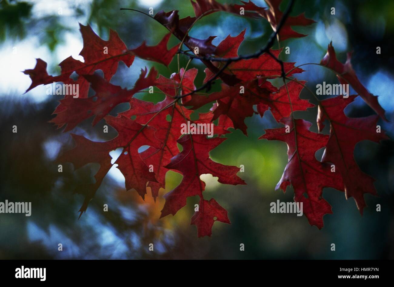 Scarlet Oak leaves (Quercus coccinea), Fagaceae. Stock Photo