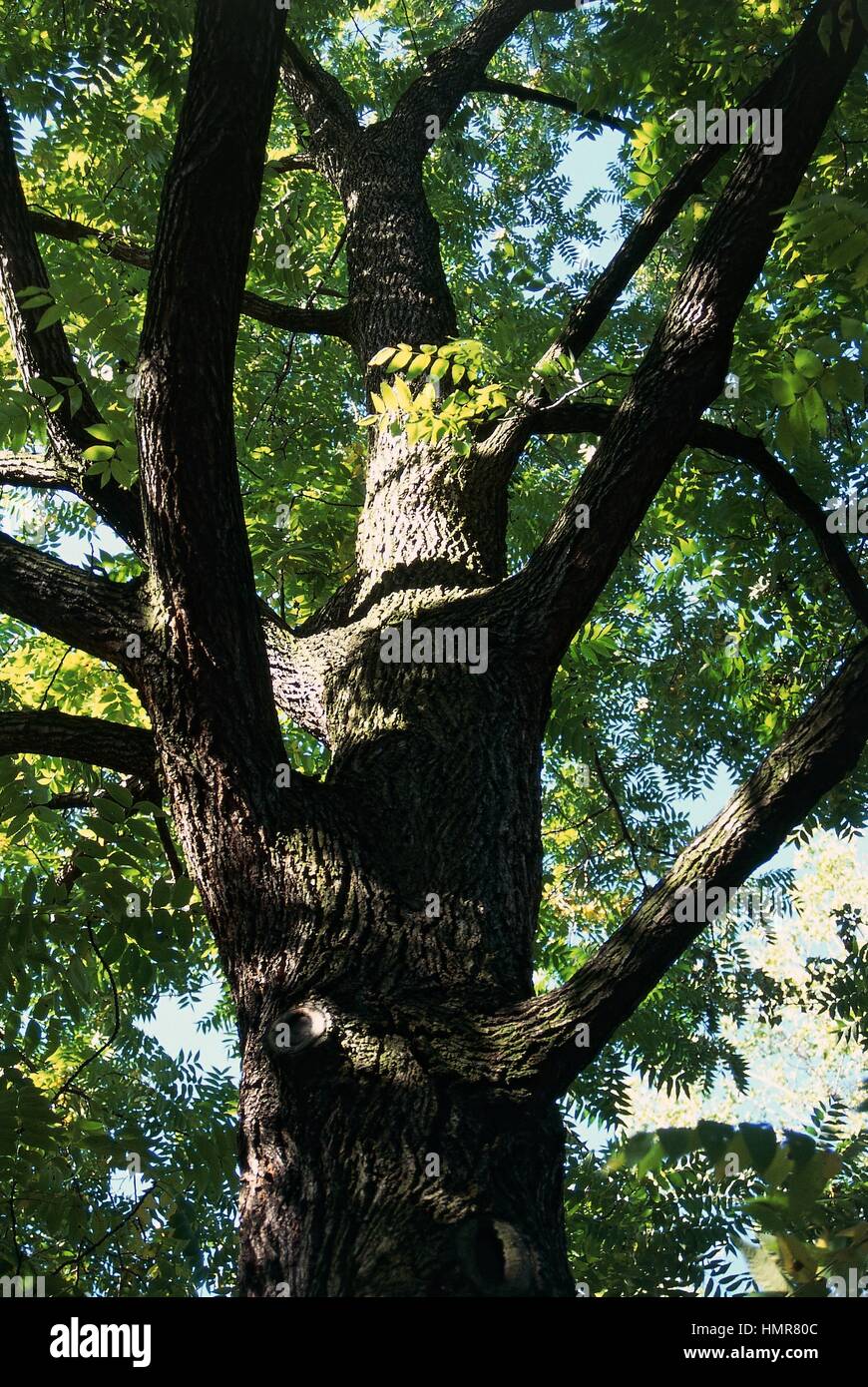 American Black Walnut leaves (Juglans nigra), Juglandaceae Stock Photo