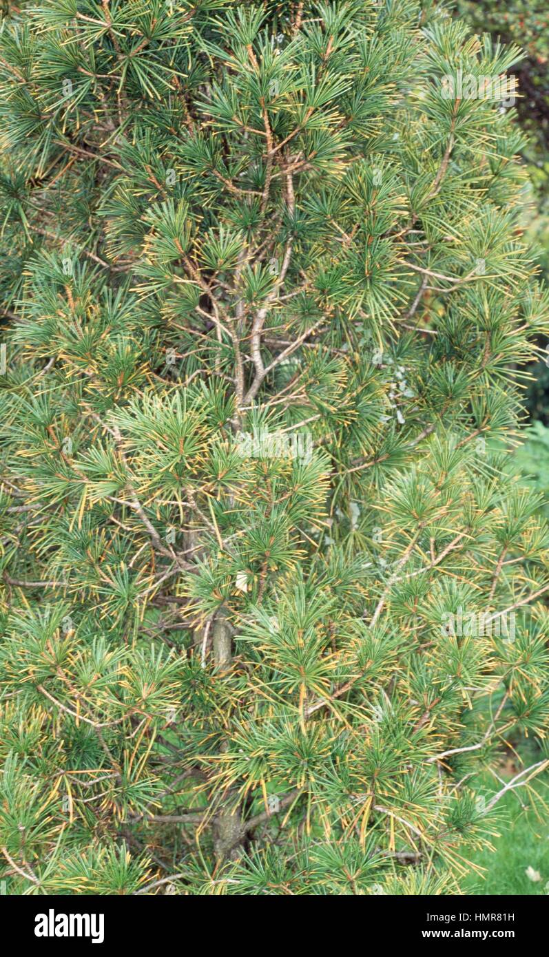 Koyamaki foliage (Sciadopitys verticillata), Sciadopitiaceae. Stock Photo