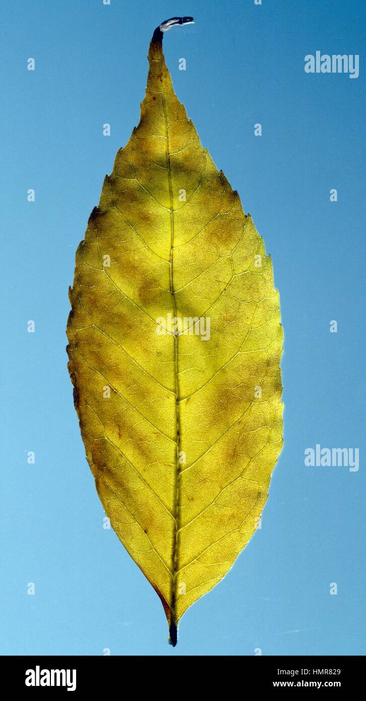 Hackberry leaf (Celtis australis), Ulmaceae. Stock Photo