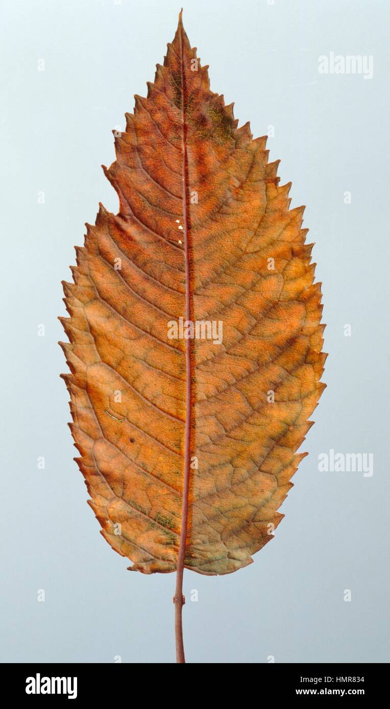Hornbeam leaf (Carpinus betulus), Betulaceae. Stock Photo