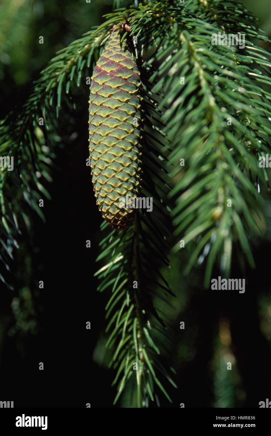 Tiger-Tail Spruce (Picea torano o polita), Pinaceae. Stock Photo