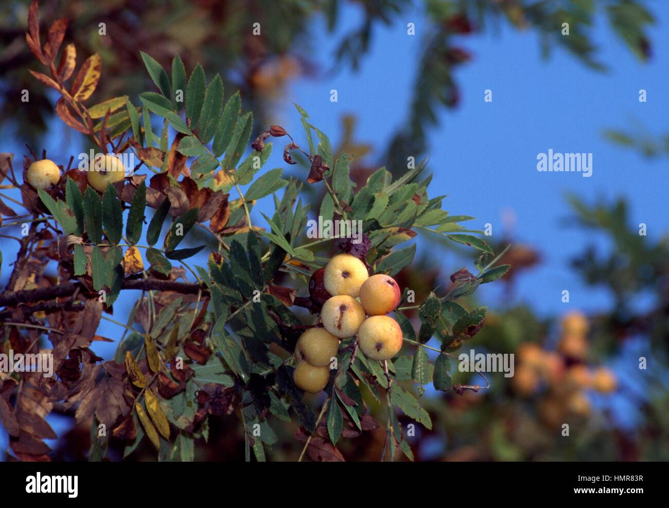 Service Tree leaves and fruit (Sorbus domestica), Rosaceae. Stock Photo