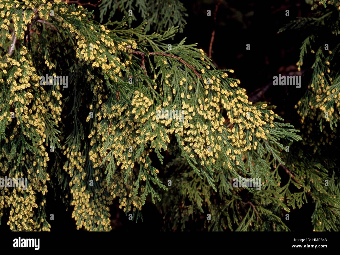 Western Red Cypress Leaves and cones (Thuja plicata Zebrina), Cupressaceae. Villa Sirene, Faenza, Emilia-Romagna, Italy. Stock Photo