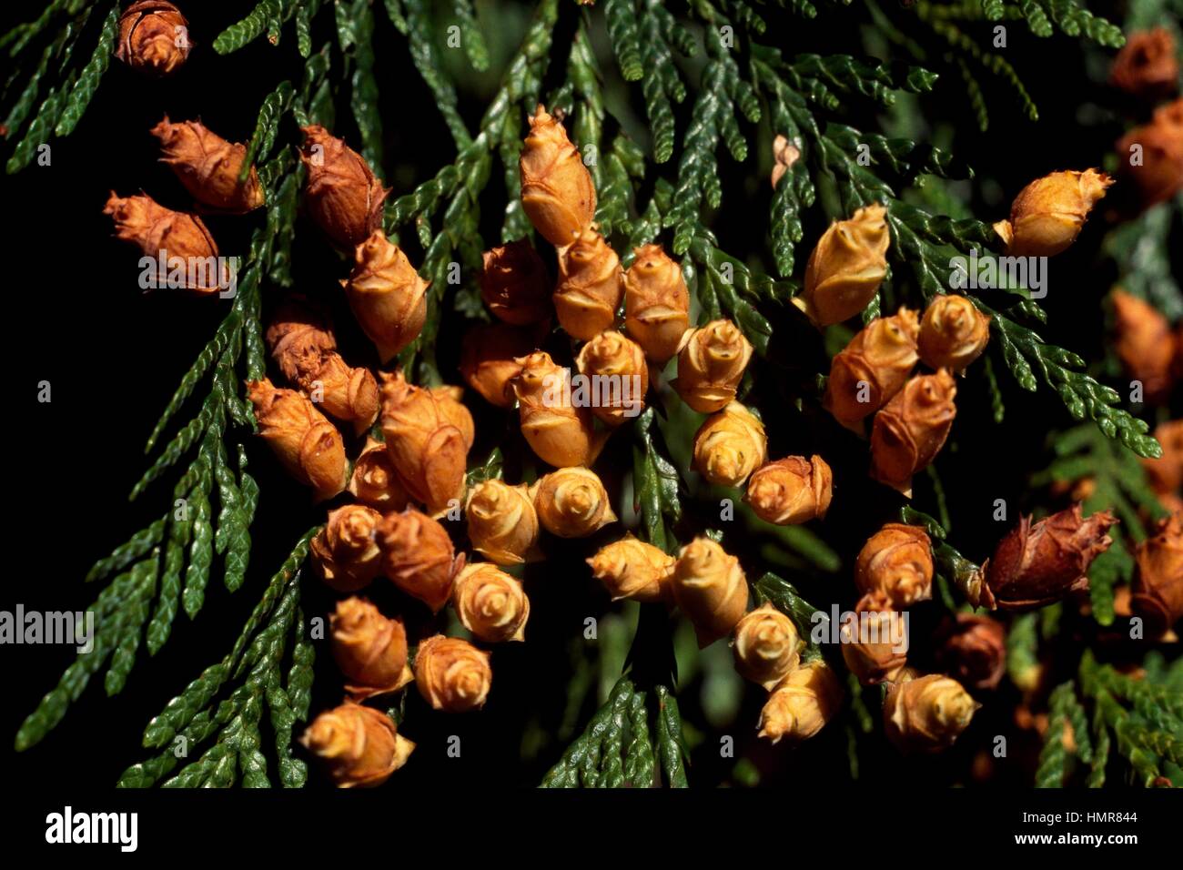 Western Red Cypress Leaves and cones (Thuja plicata Zebrina), Cupressaceae. Villa Sirene, Faenza, Emilia-Romagna, Italy. Stock Photo