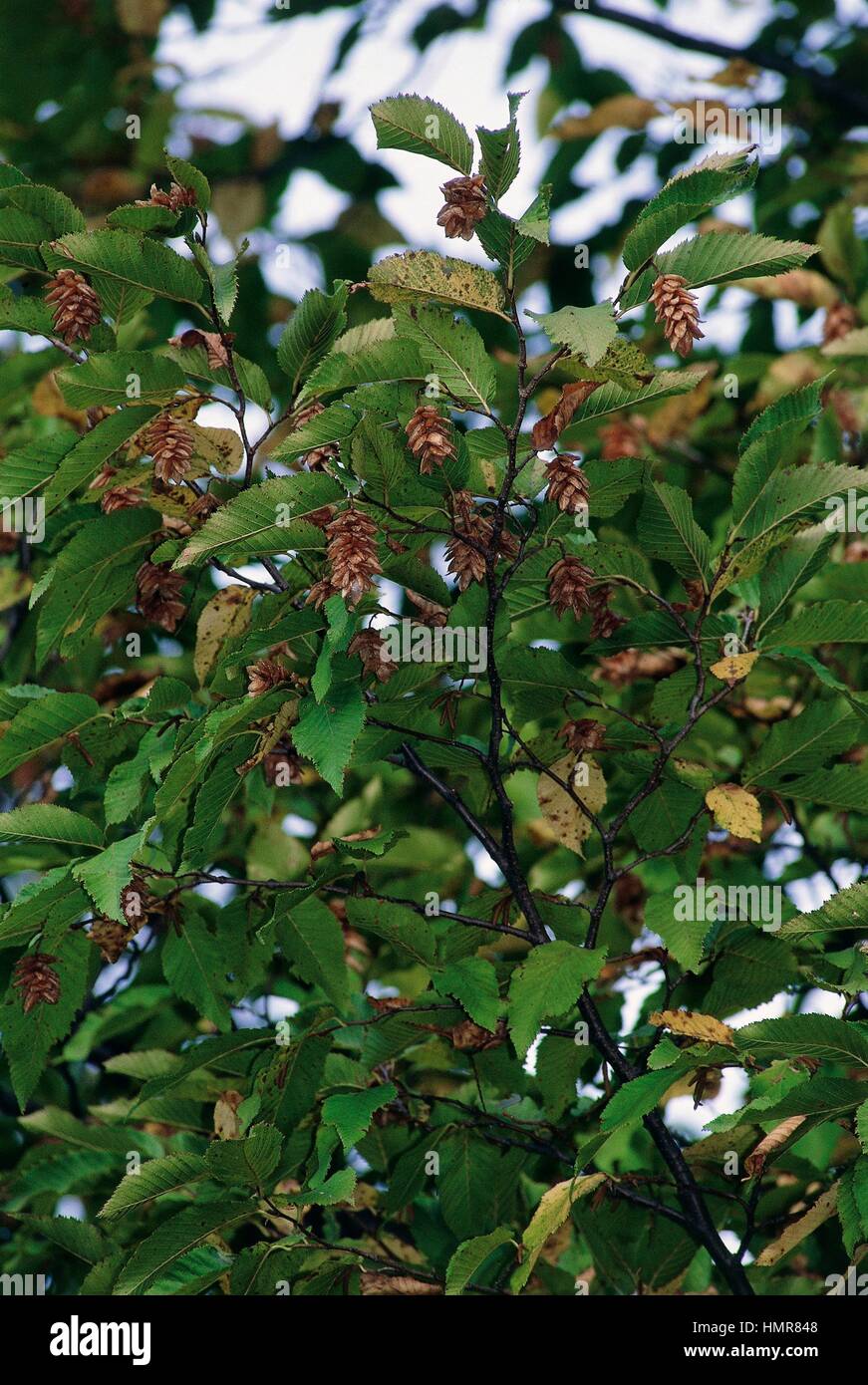 Hop Hornbeam branches with fruits (Ostrya carpinifolia), Betulaceae. Carne  Park, Brisighella, Emilia-Romagna, Italy Stock Photo - Alamy