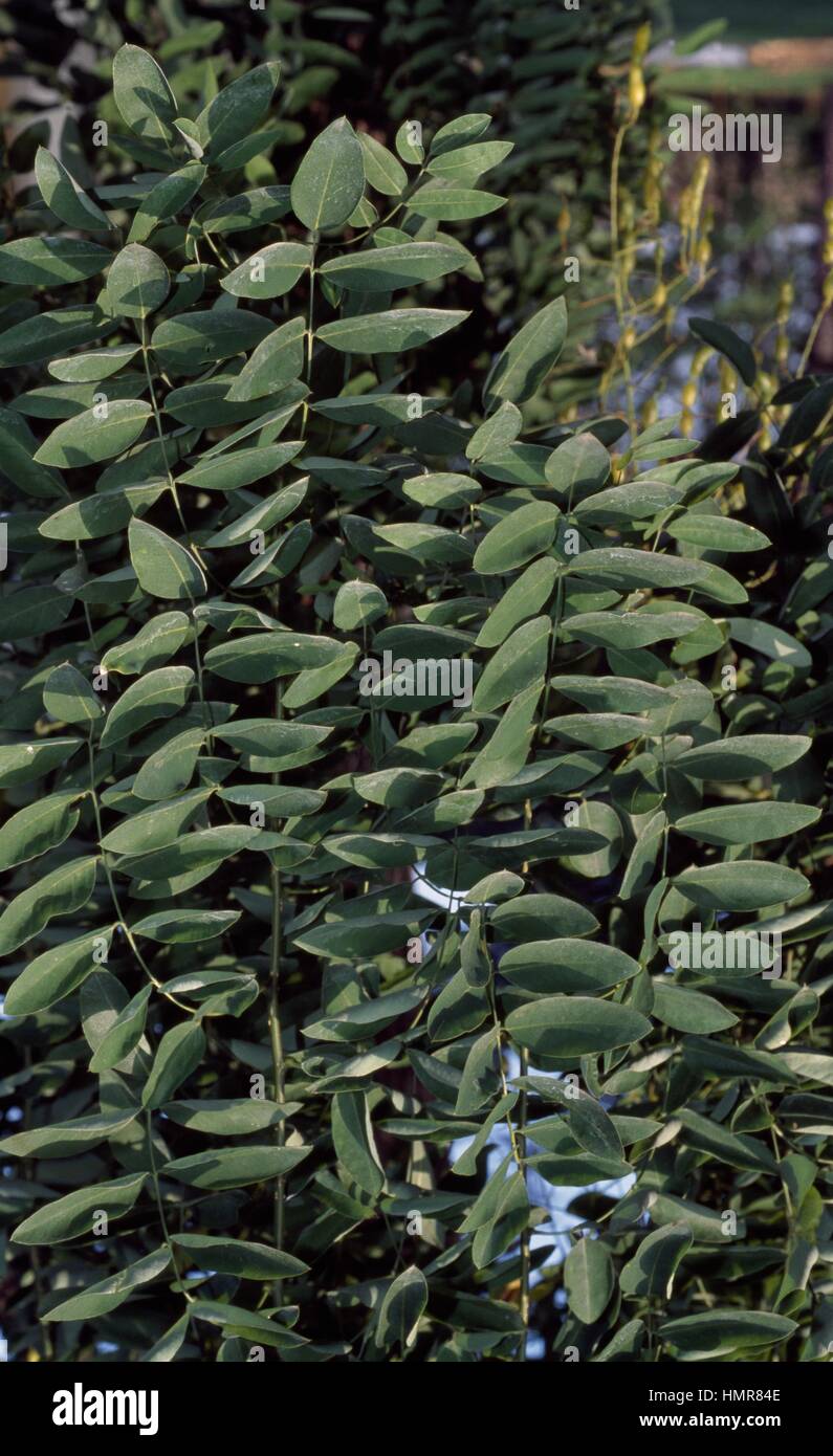 Pagoda Tree leaves (Sophora japonica pendula), Fabaceae-Leguminosae. Stock Photo