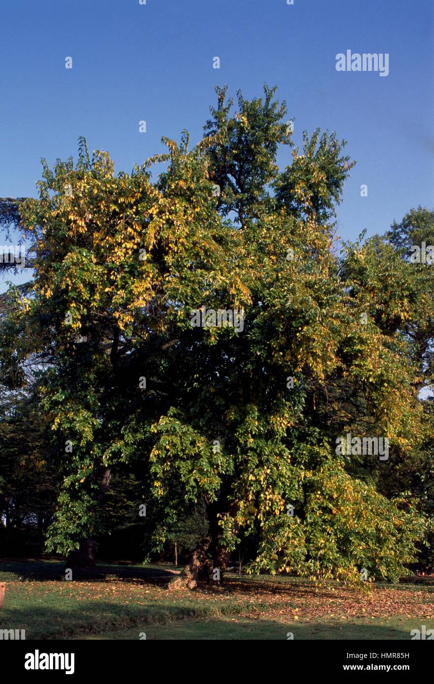 Osage-orange, hedge-apple, Horse-apple, Bois D'Arc, Bodark or Bodock  (Maclura pomifera), Moraceae Stock Photo - Alamy