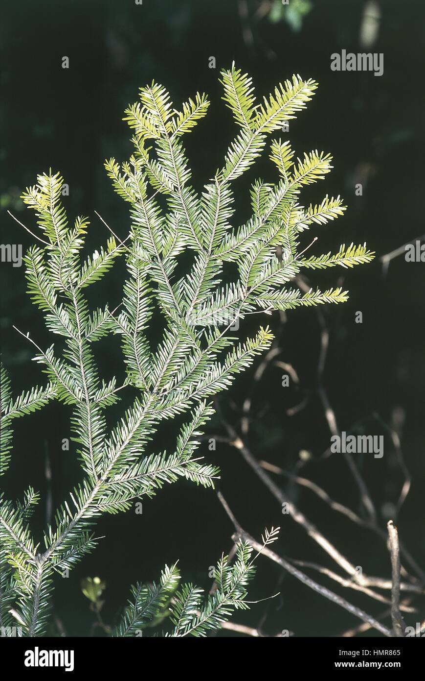 Botany trees pinaceae silver hi-res stock photography and images - Alamy