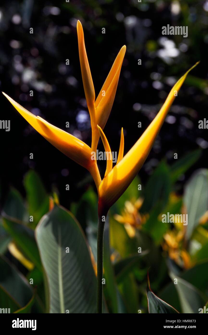 Heliconia Golden Torch (Heliconia psittacorum x spathocircinata