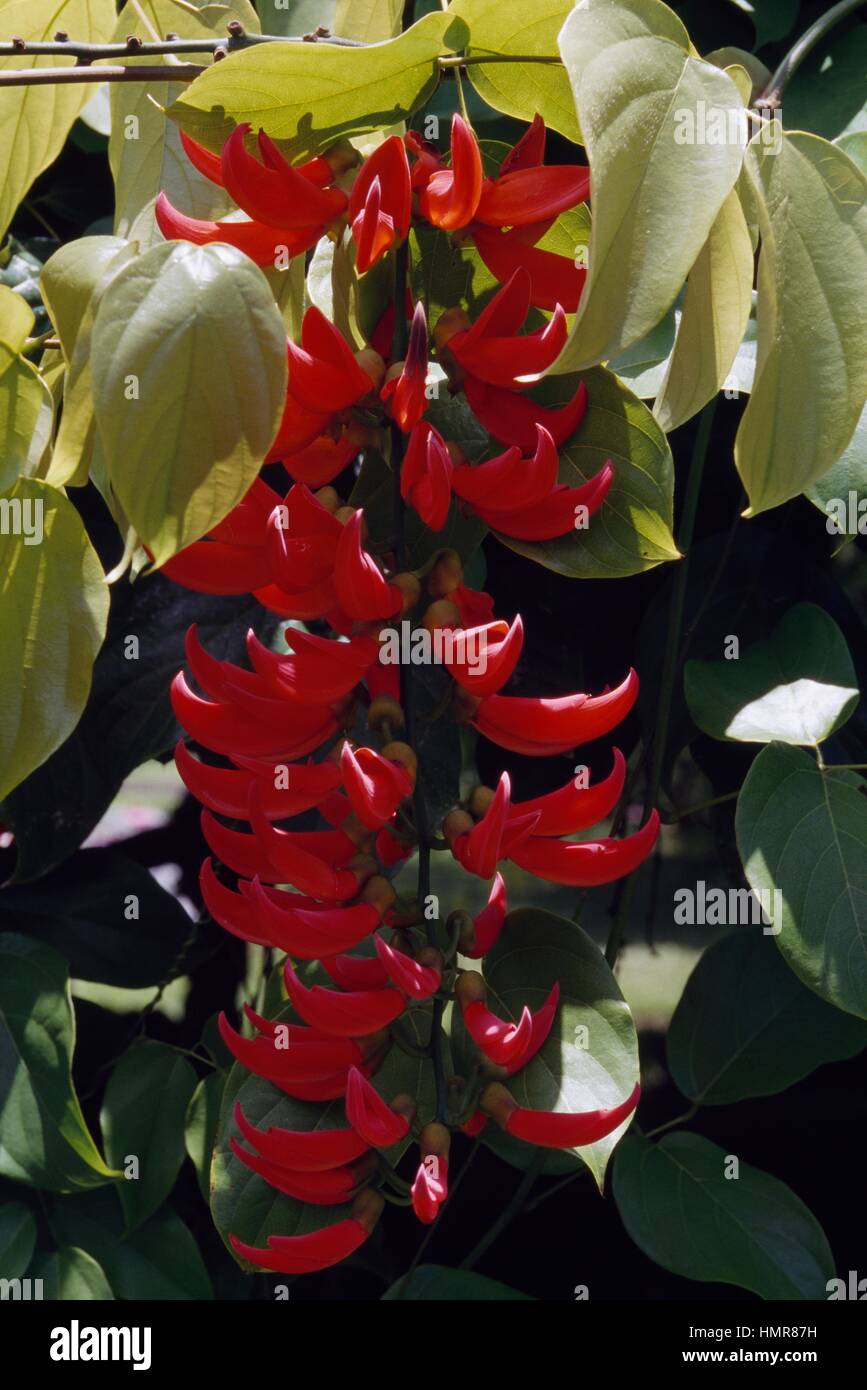 New-Guinea Creeper or Scarlet Jade Vine (Mucuna bennettii), Fabaceae. Stock Photo