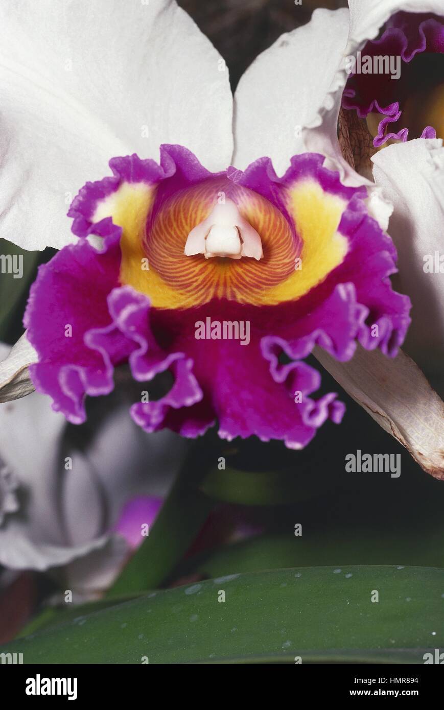Botany - Orchidaceae. Brassolaeliocattleya Stock Photo
