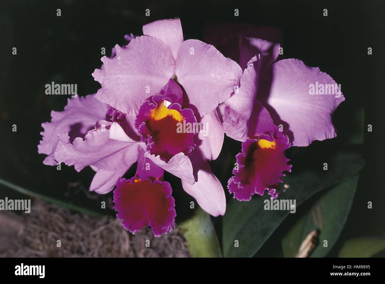 Botany - Orchidaceae. Cattleya. Brassolaelio cattleya Stock Photo
