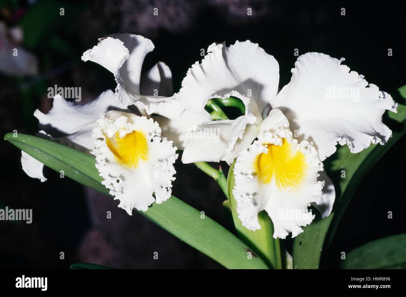 Orchid (Cattleya sp), Orchidaceae. Stock Photo