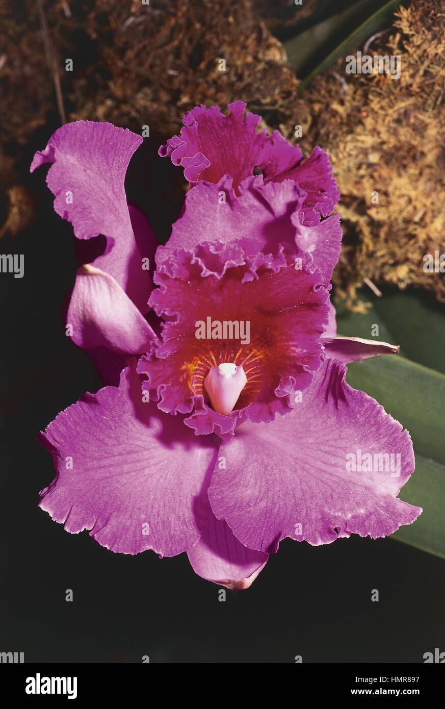 Botany - Orchidaceae. Brassolaeliocattleya orchid Stock Photo