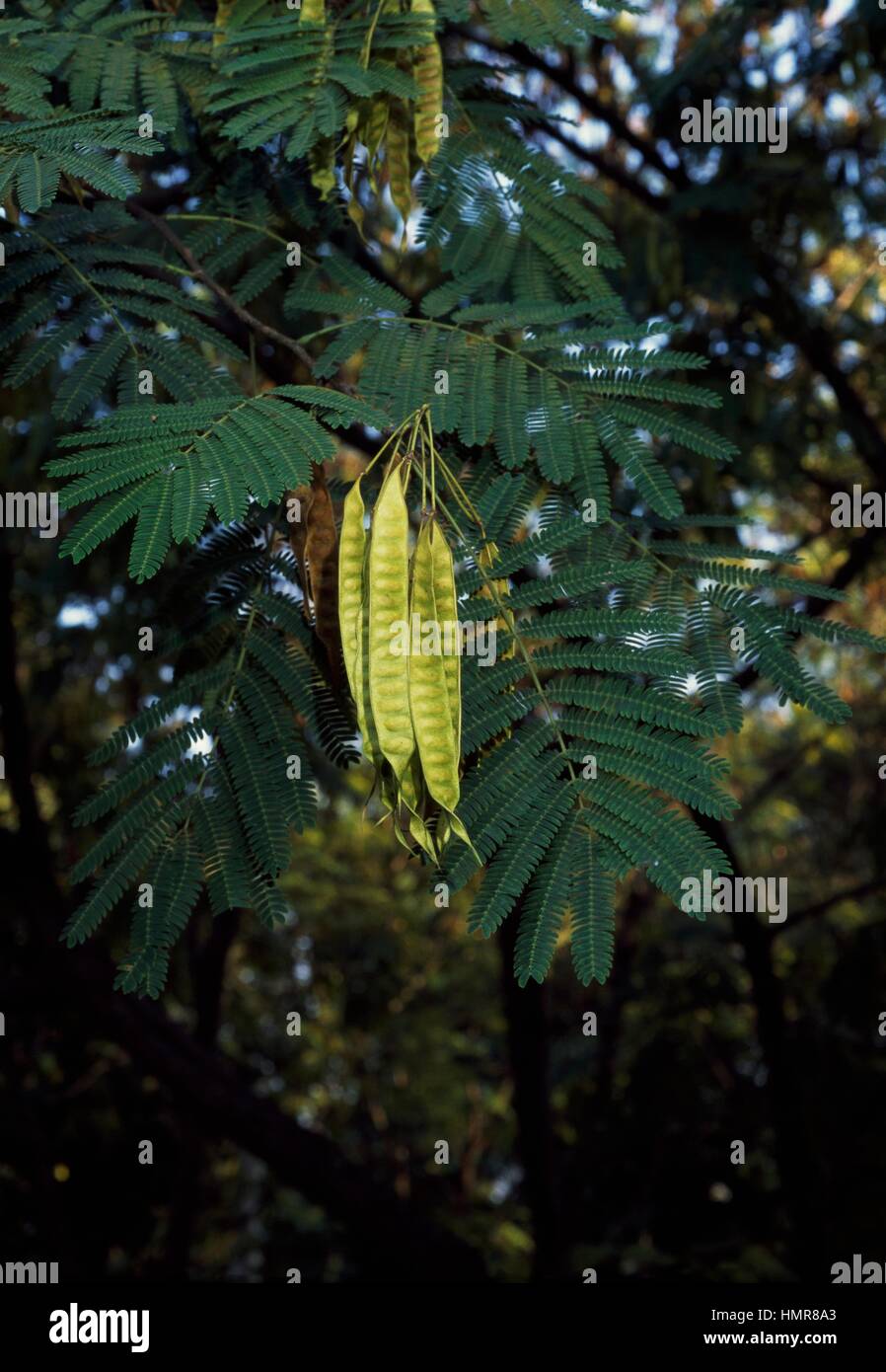 Persian Silk Tree branches with fruit (Albizia julibrissin), Fabaceae-Lehuminosae-Mimosoideae. Stock Photo