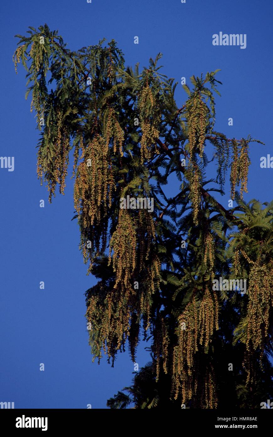 Swamp Cypress or Bald Cypress foliage (Taxodium distichum), Cupressaceae. Stock Photo