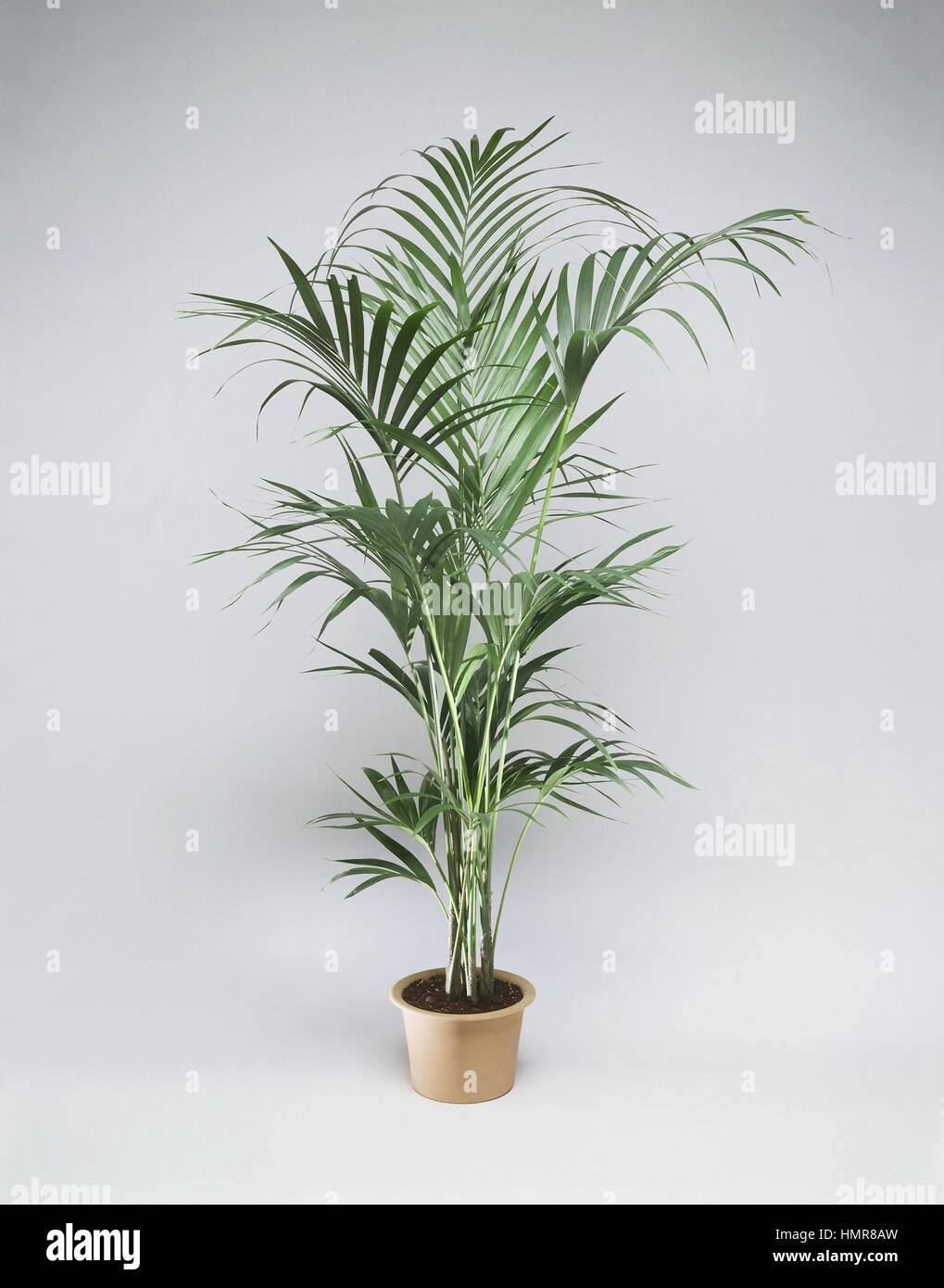 Houseplants - Arecaceae. Kentia palm (Howea forsteriana Stock Photo - Alamy