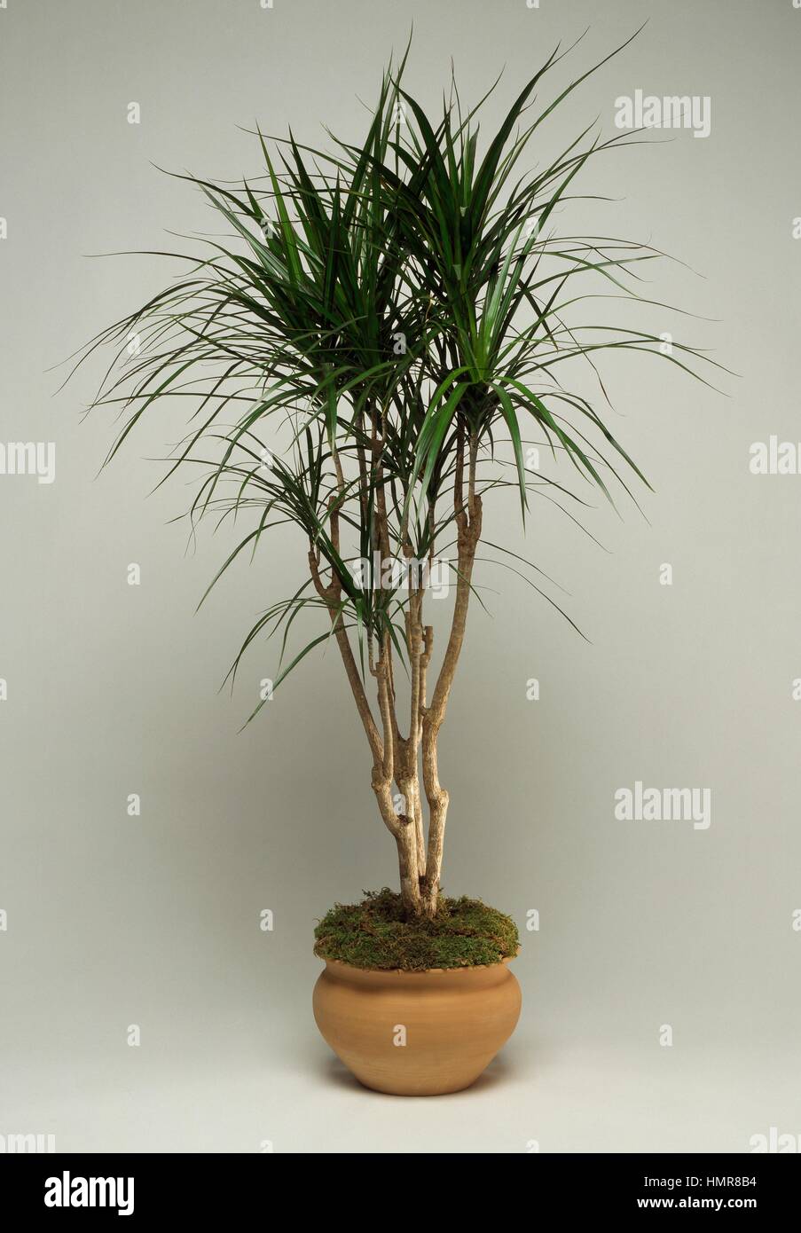 Dragon tree dracaena marginata plant hi-res stock photography and images -  Alamy