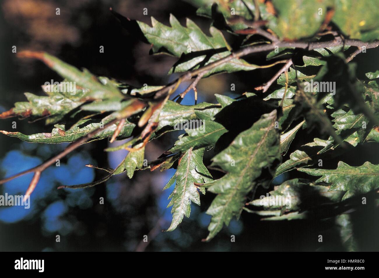 Botany - Trees - Fagaceae. European beech (Fagus sylvatica Stock Photo ...