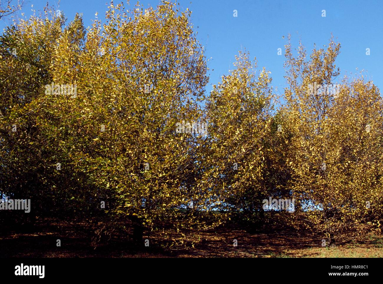 Hornbeam specimens (Carpinus betulus), Betulaceae. Stock Photo