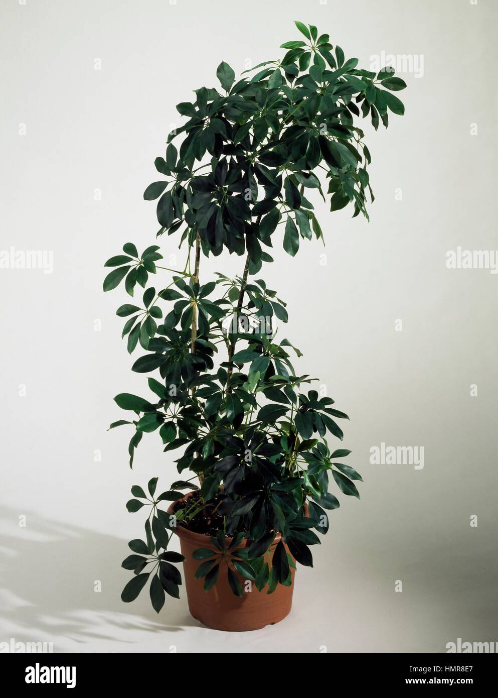 Dwarf umbrella tree (Heptapleurum arboricola), Araliaceae. Stock Photo