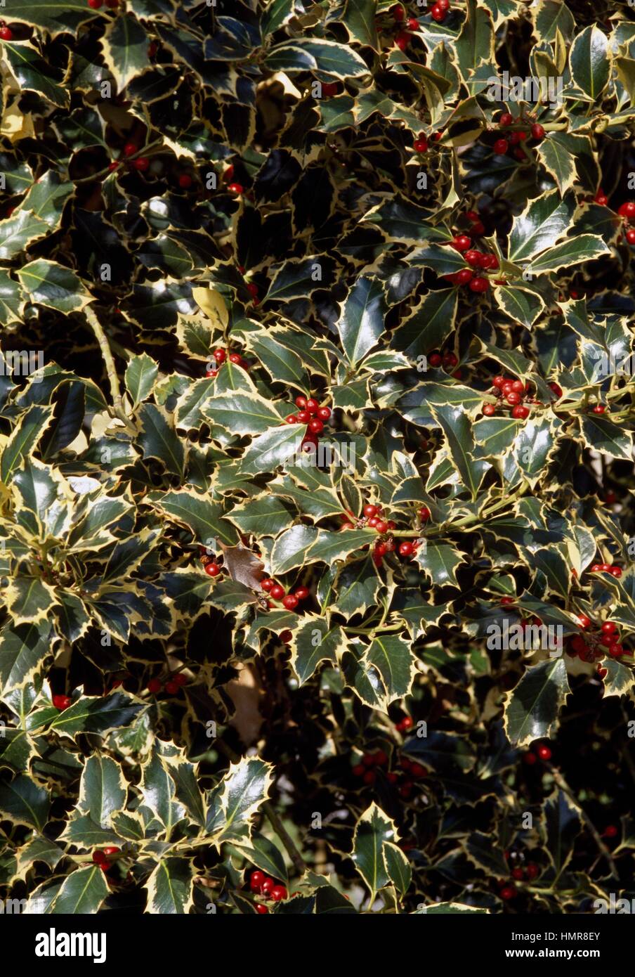 Common Holly (Ilex aquifolium), Aquifoliaceae. Stock Photo
