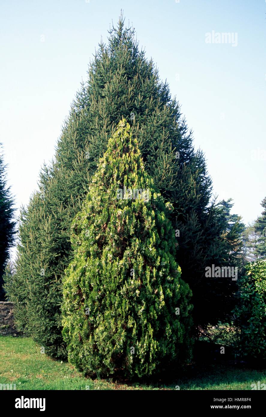 thuja kugel kaufen Thuja plicata 'Gruene Kugel'  The Garden Corner