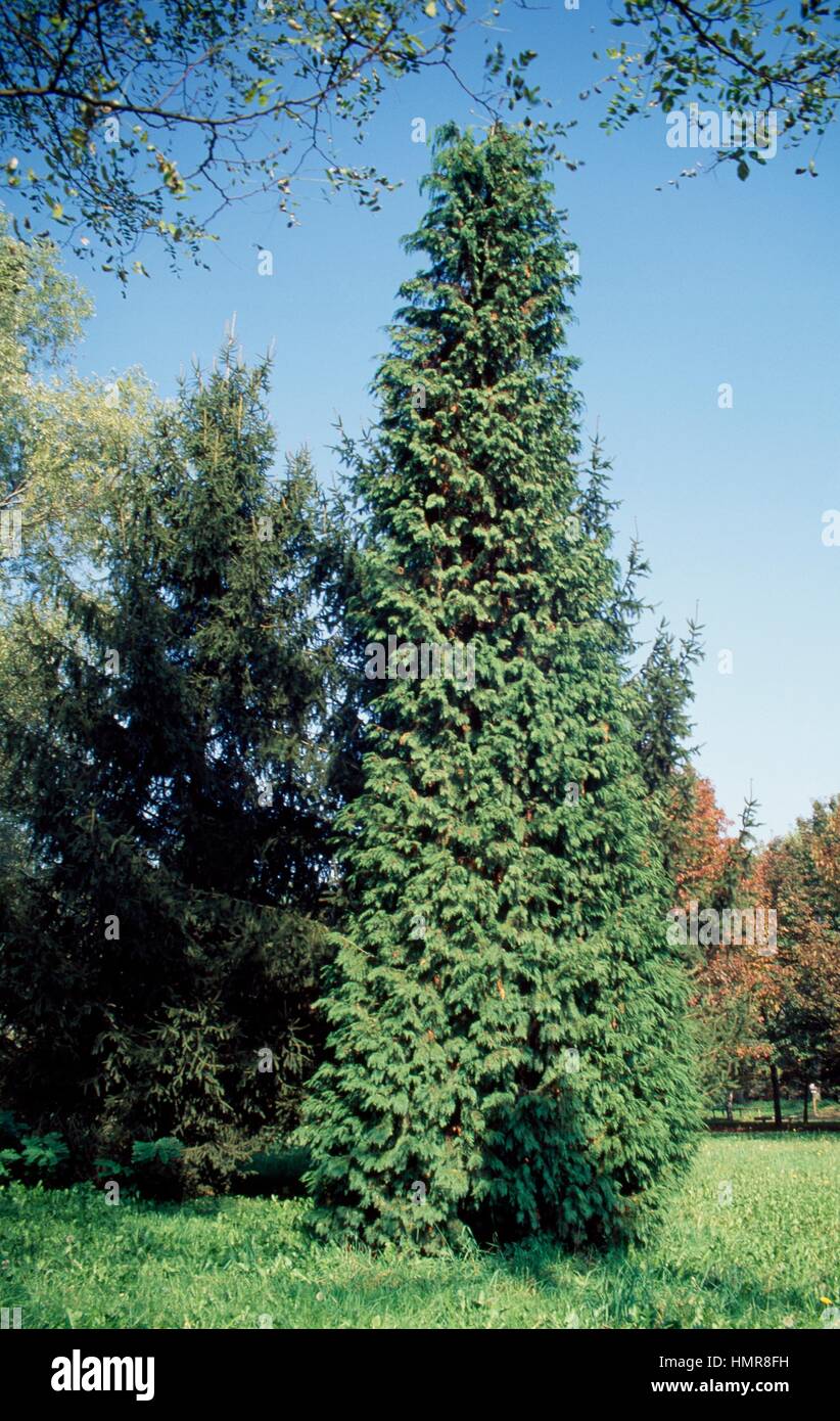 Lawson's Cypress (Chamaecyparis lawsoniana), Cupressaceae. Stock Photo