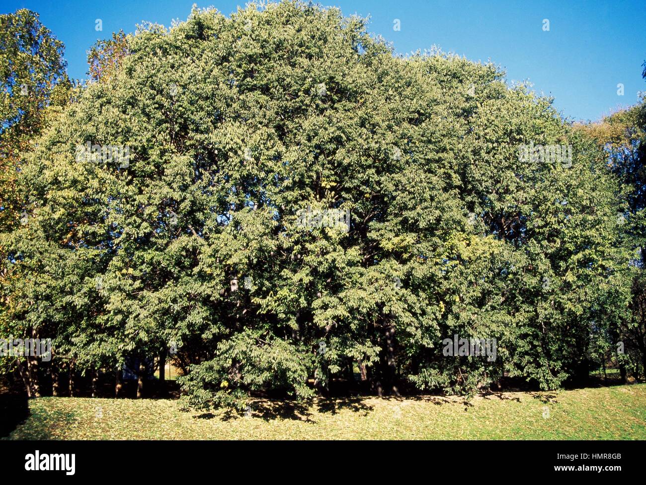 Tree of Heaven or Ailanthus (Ailanthus altissima), Simaroubaceae Stock ...