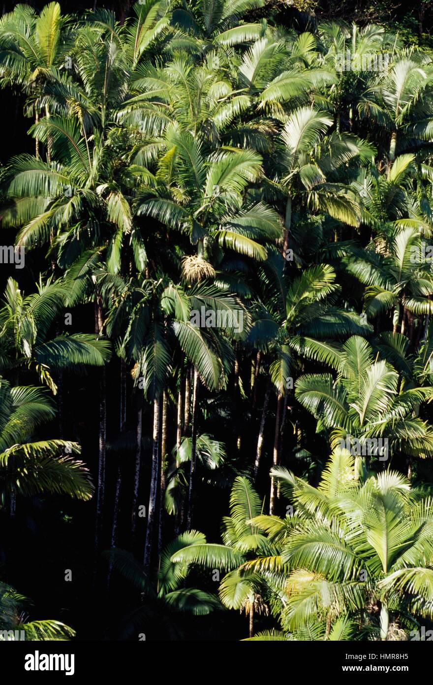 Alexander Palm High Resolution Stock Photography And Images Alamy