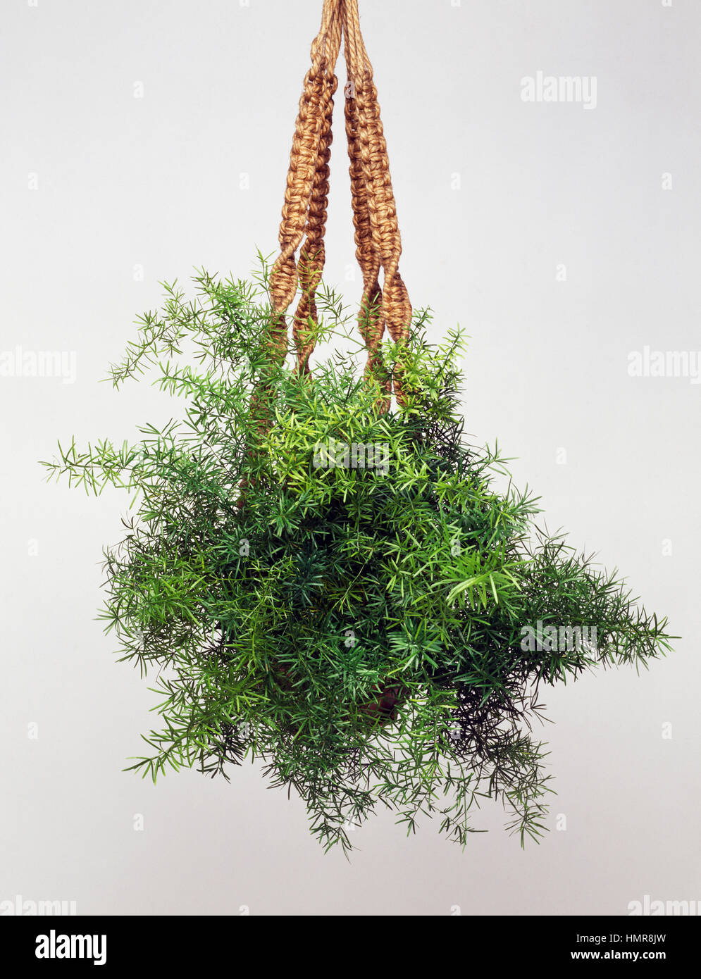 Dinkum or asparagus fern (Asparagus densiflorus sprengeri), Asparagaceae  Stock Photo - Alamy