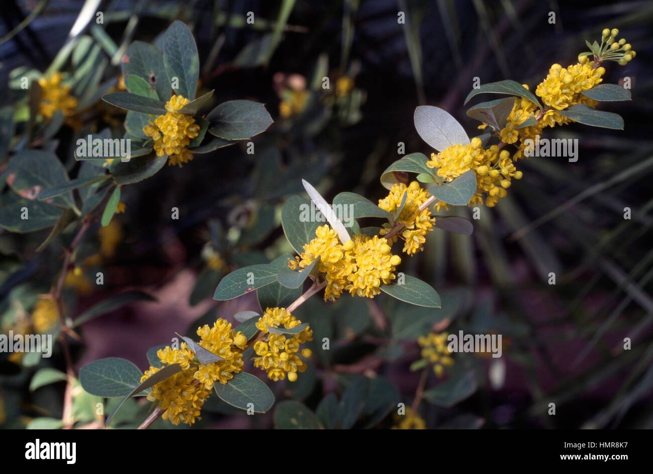 Mahonia Napaulensis, Berberidaceae. Stock Photo