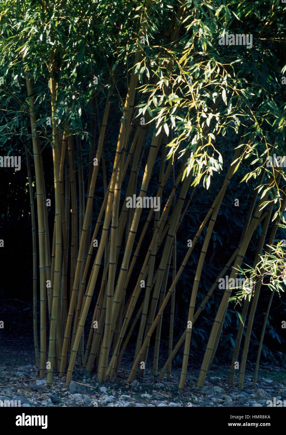 Broom bamboo phyllostachys sulfurea hi-res stock photography and images ...