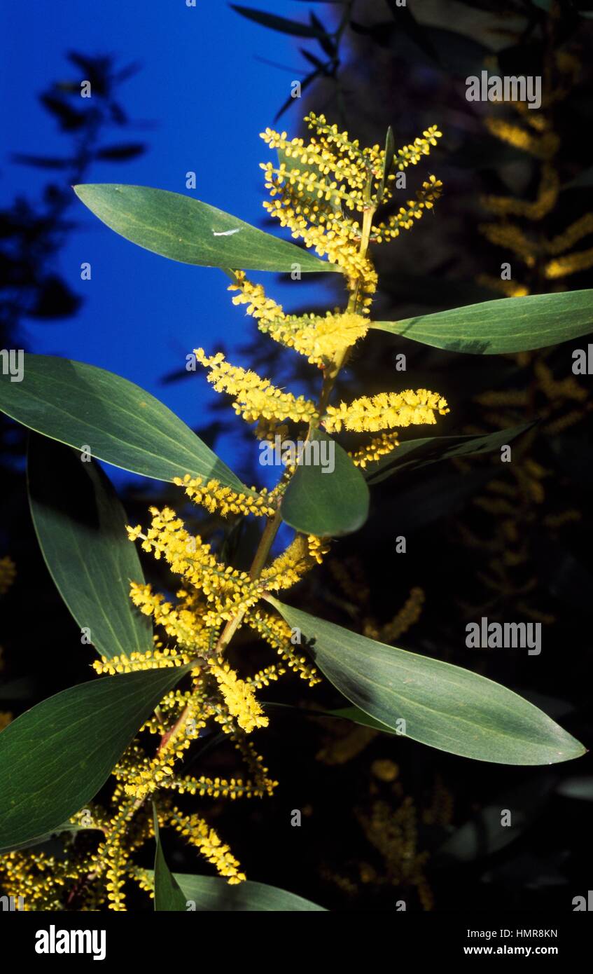 Flowering Silver Wattle or Minosa specimens (Acacia decurrens dealbata), Fabaceae-Leguminosae-Mimosoideae. Stock Photo