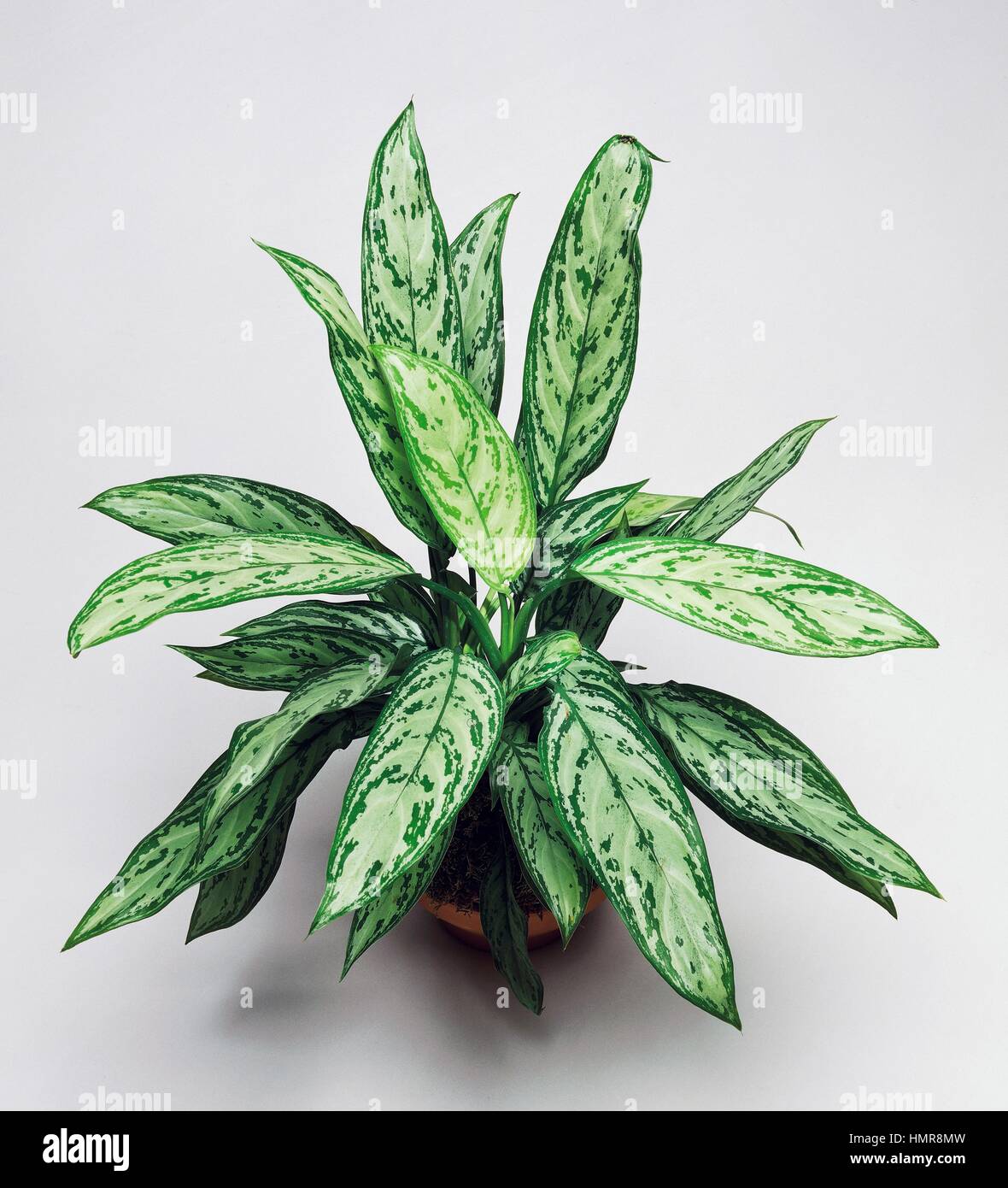 Philippine-evergreen (Aglaonema commutatum), Araceae. Stock Photo