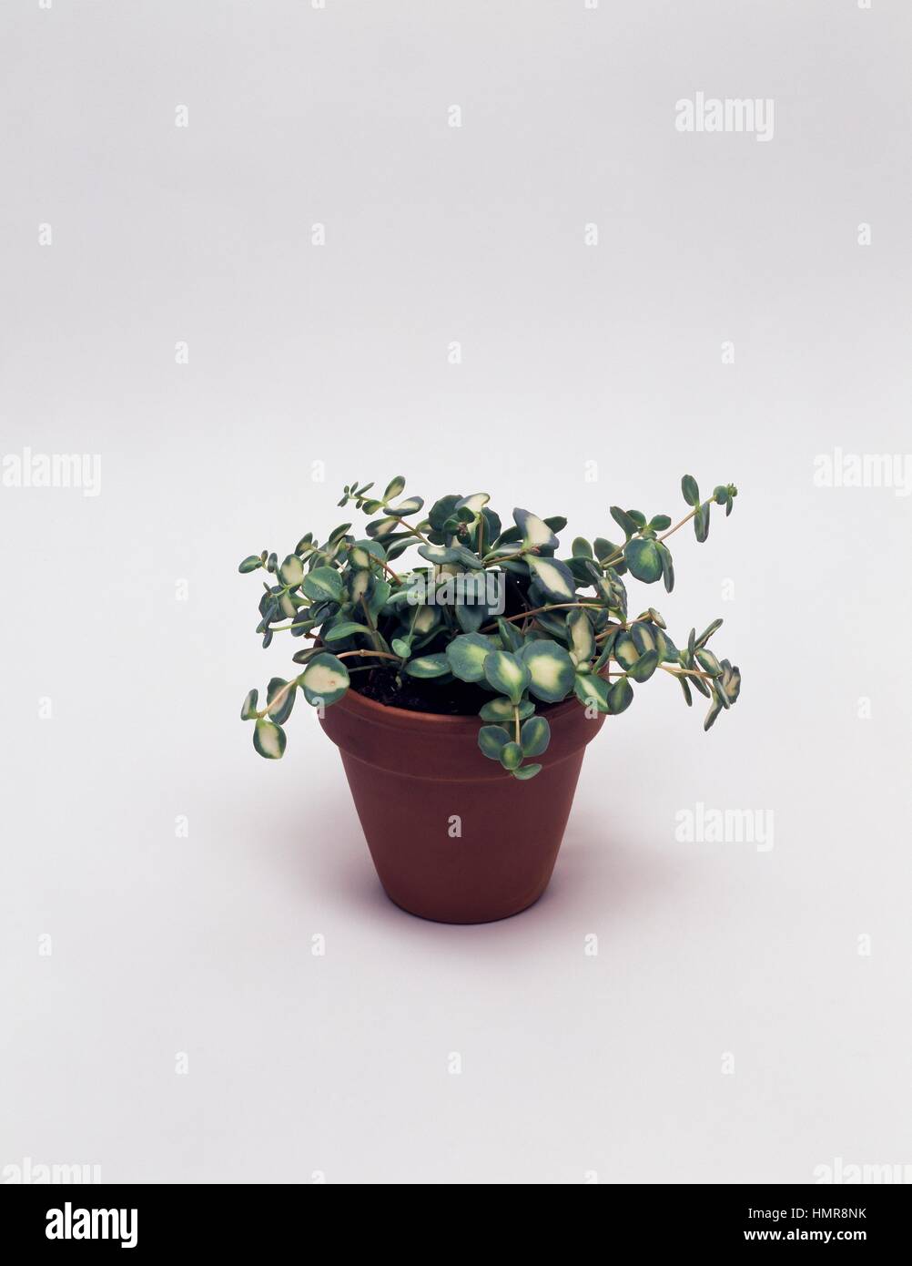 Stonecrops (Sedum sp), Crassulaceae. Stock Photo