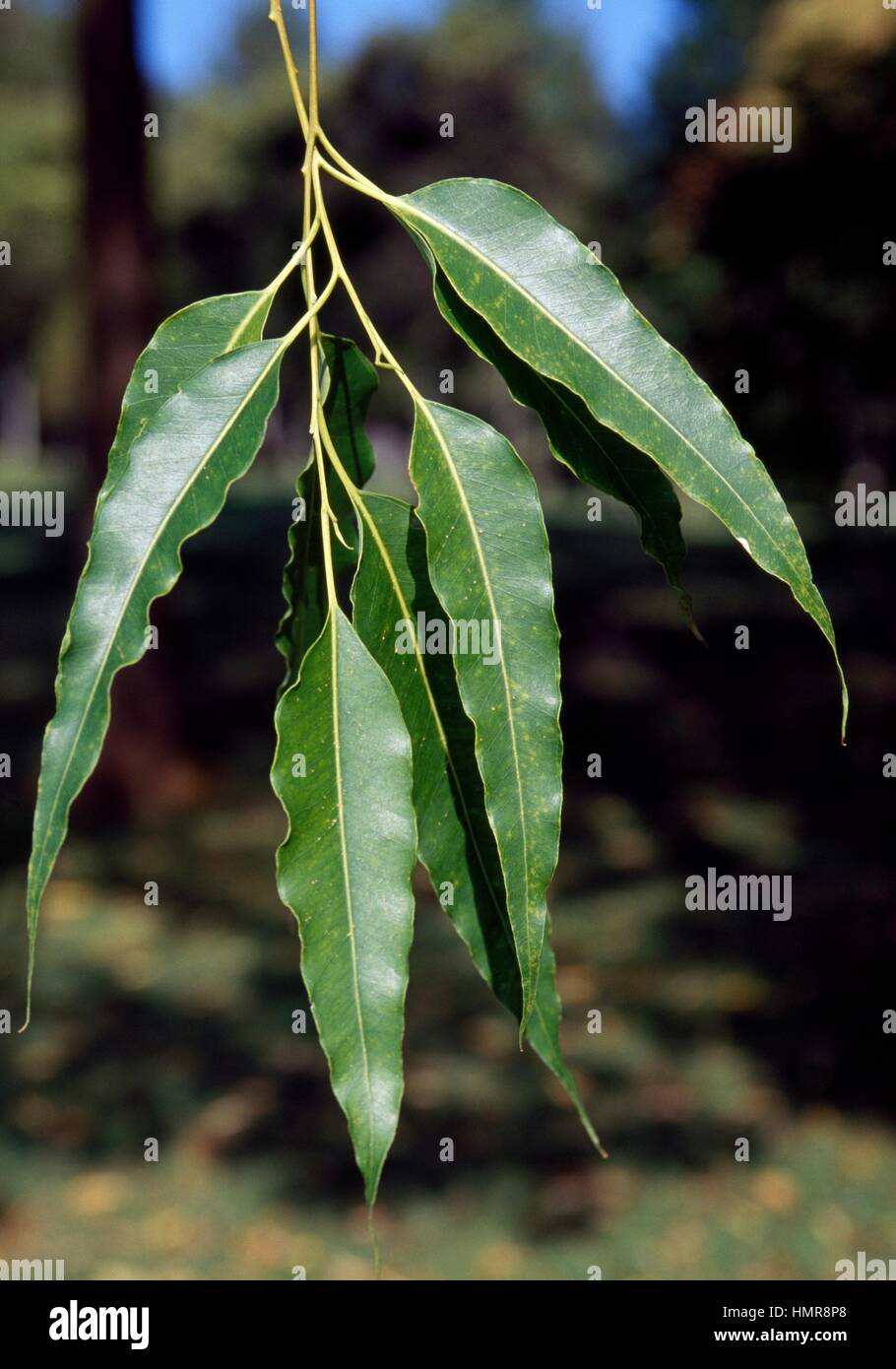 Castanopsis javanica leaves, Fagaceae. Stock Photo