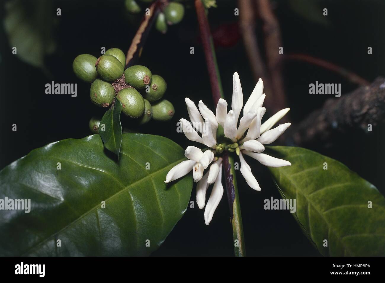 Botany - Rubiaceae. Arabian coffee (Coffea arabica 'nana') Stock Photo