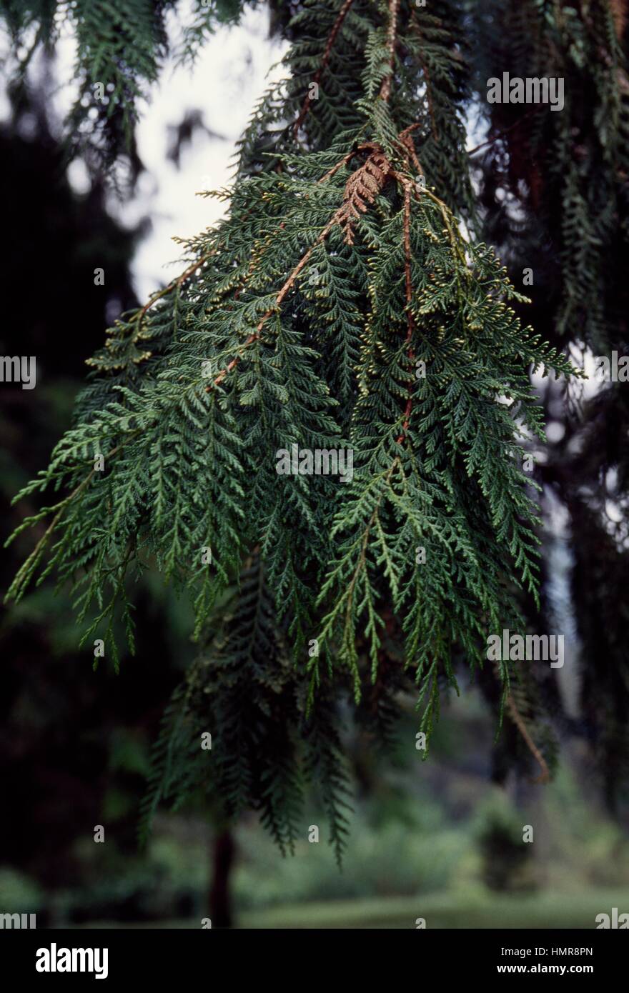 Formosan Cypress (Chamaecyparis formosensis), Cupressaceae. Detail. Stock Photo